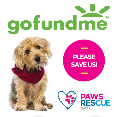 Paws Rescue Qatar animal welfare, animal rescue, animal shelter
