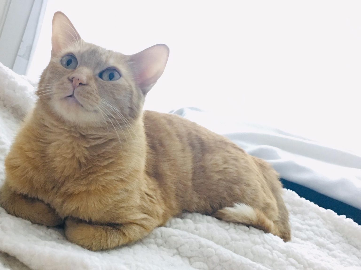 Cats Available For Adoption Paws Rescue Qatar