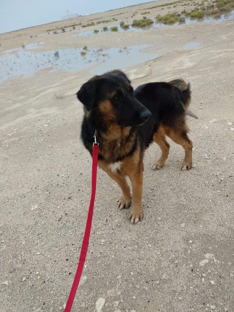 Dogs Available For Adoption Paws Rescue Qatar