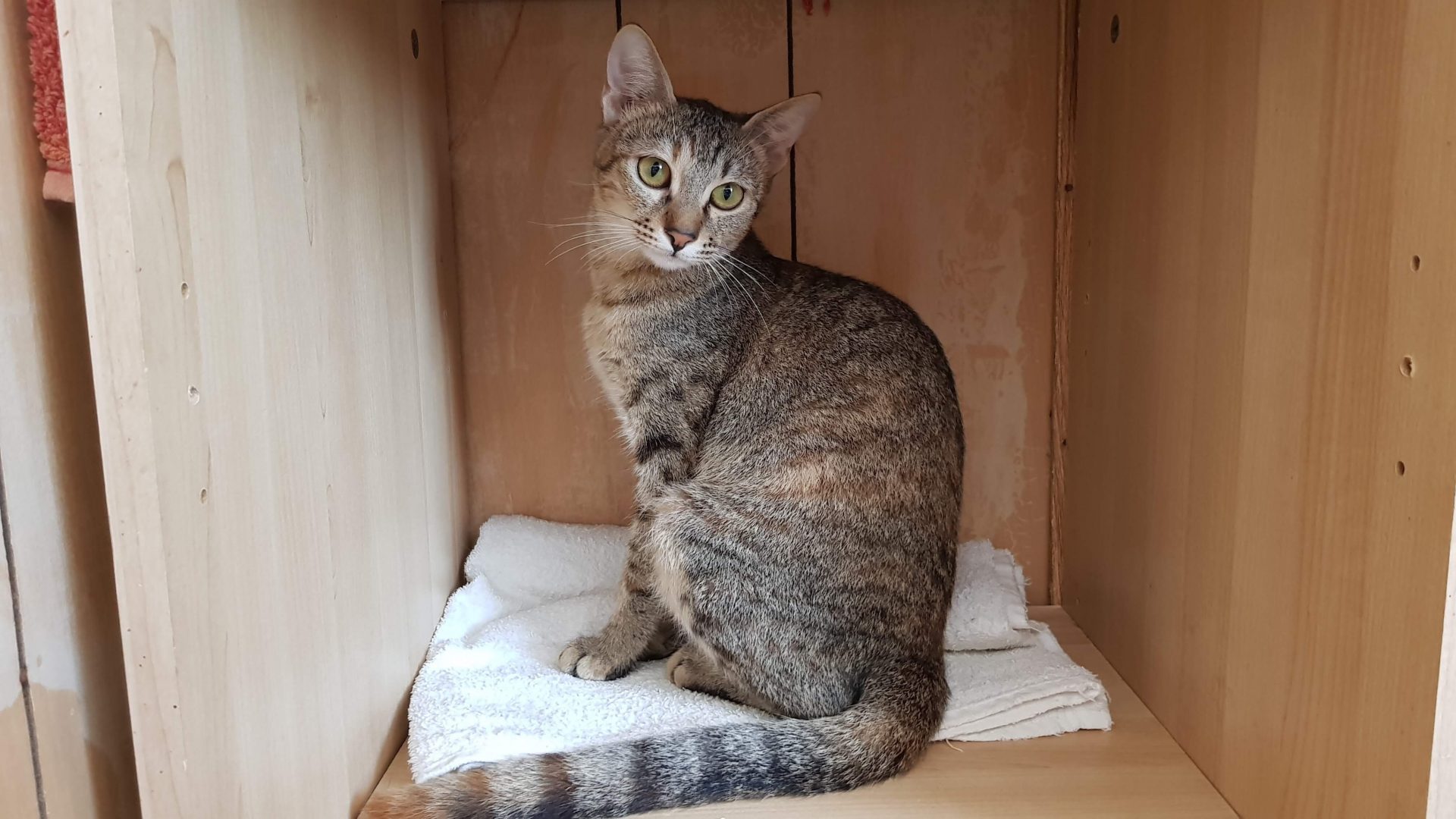 Cats Available For Adoption Paws Rescue Qatar