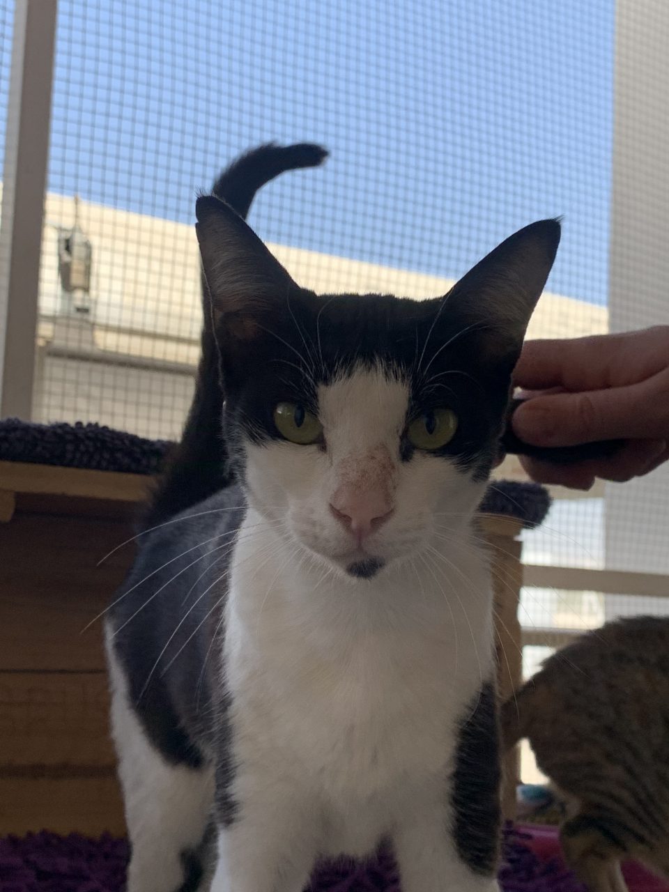 Cats Available For Adoption Paws Rescue Qatar