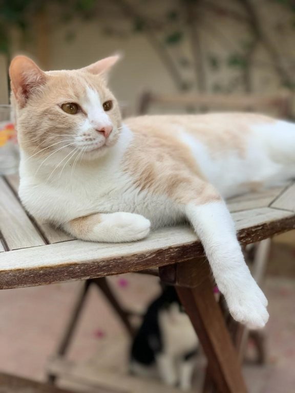 Cats Available For Adoption Paws Rescue Qatar