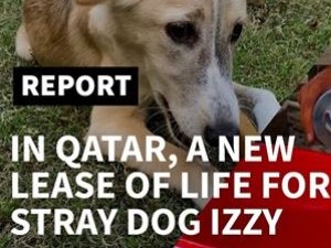 successful adoption of stray dog from Qatar through PAWS animal rescue
