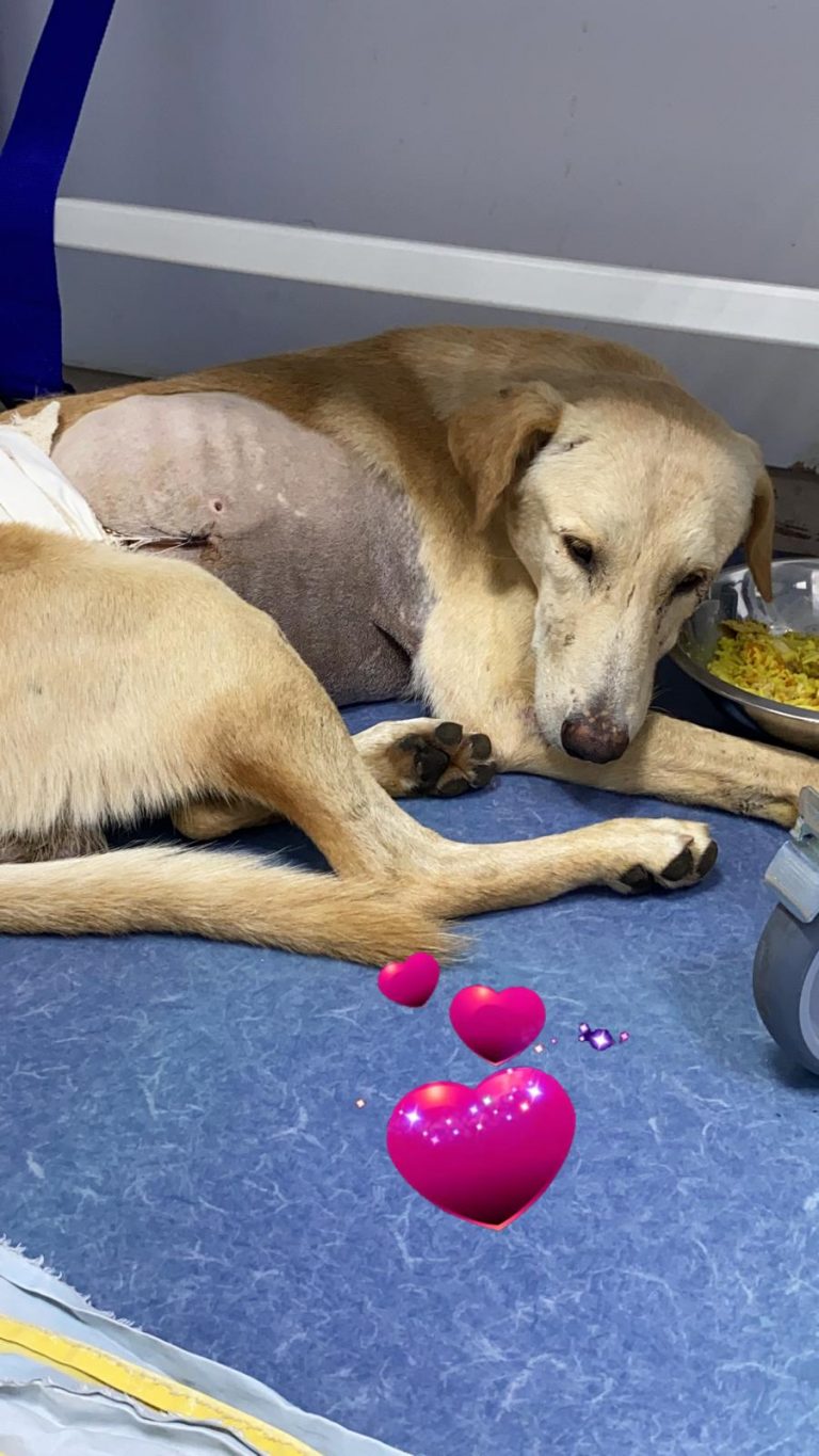 Dogs Available For Adoption Paws Rescue Qatar