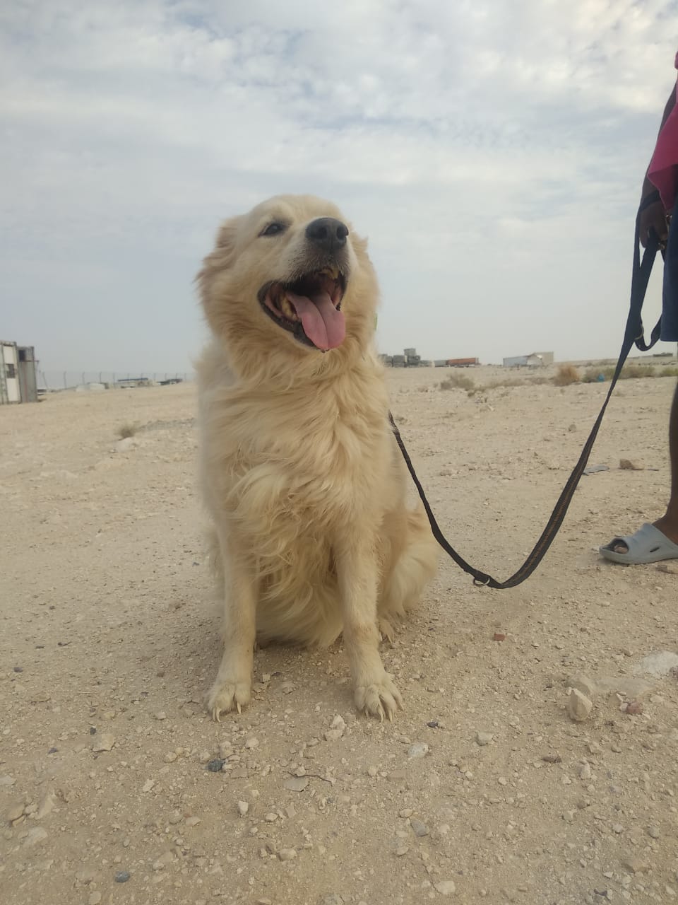 Dogs Available For Adoption Paws Rescue Qatar