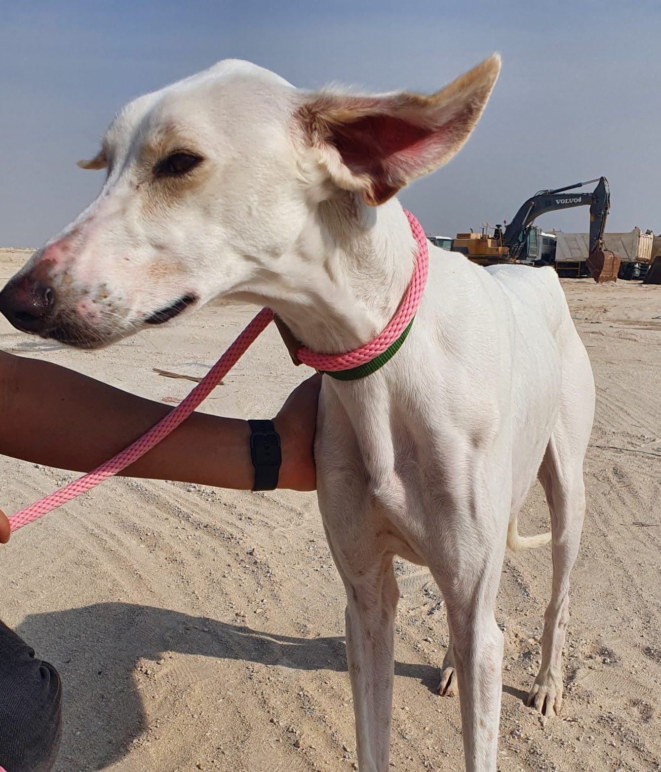 Dogs Available For Adoption Paws Rescue Qatar