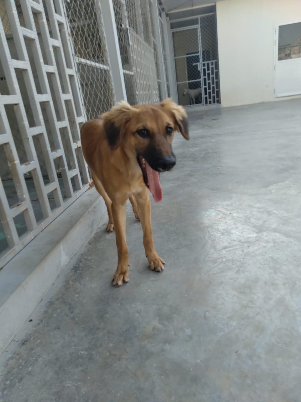 Dogs Available For Adoption Paws Rescue Qatar