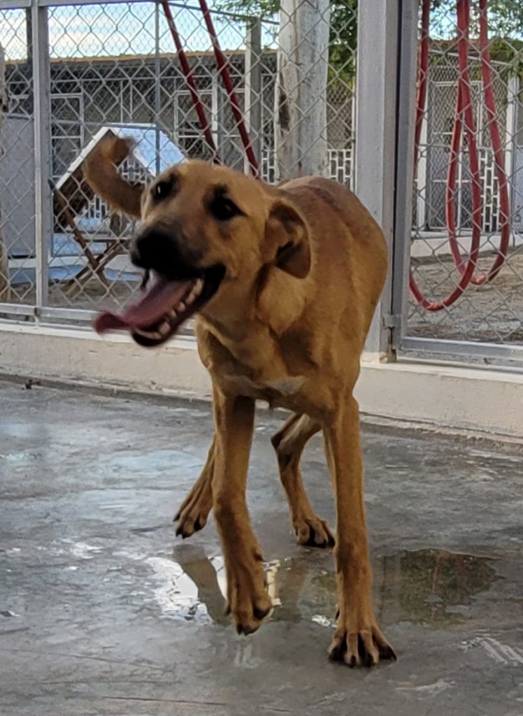 Dogs Available For Adoption Paws Rescue Qatar