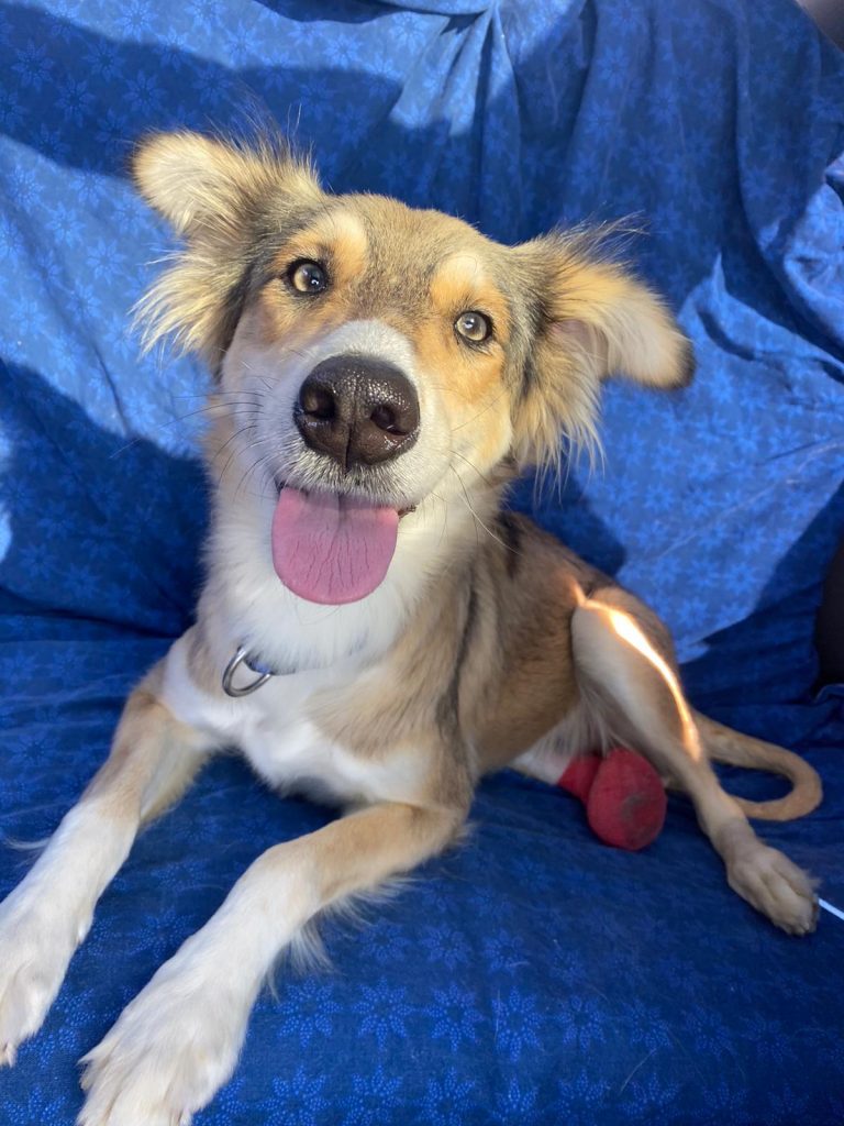 Dogs Available For Adoption Paws Rescue Qatar