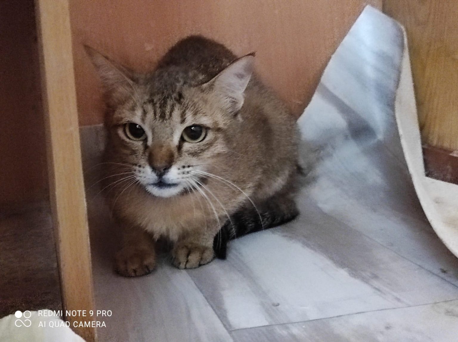 Cats Available For Adoption Paws Rescue Qatar