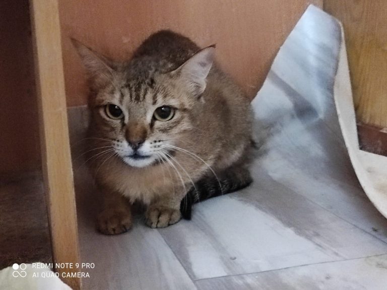 Cats Available For Adoption Paws Rescue Qatar