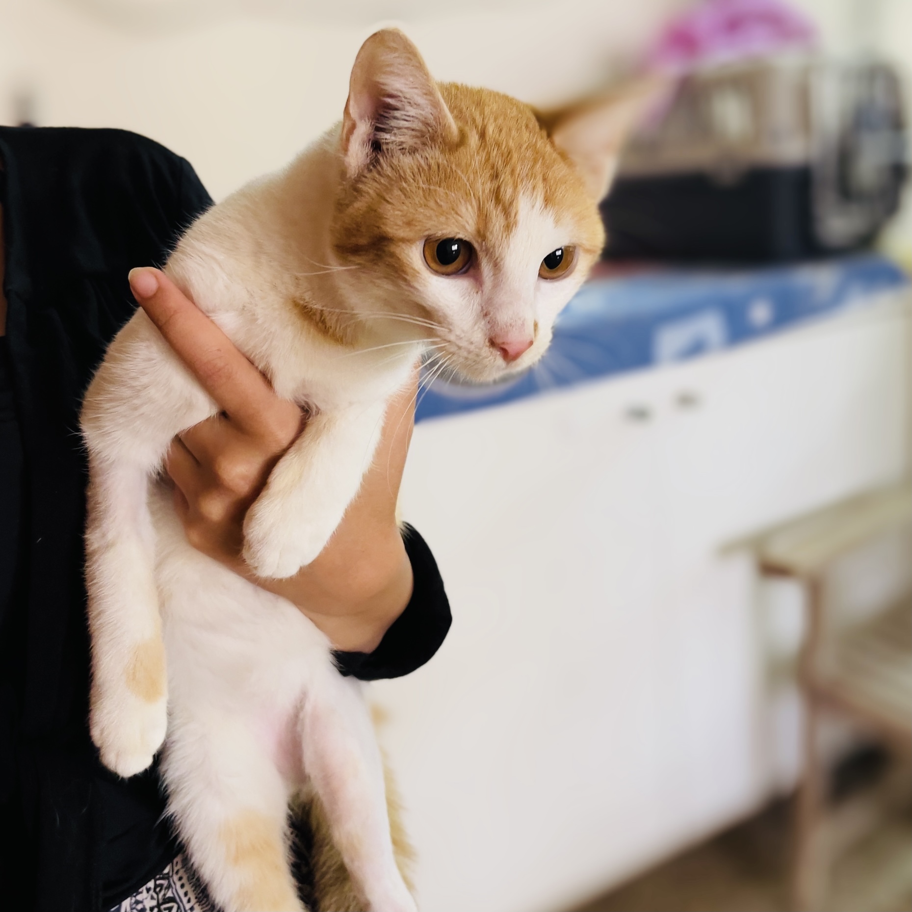 Animals For Adoption Paws Rescue Qatar