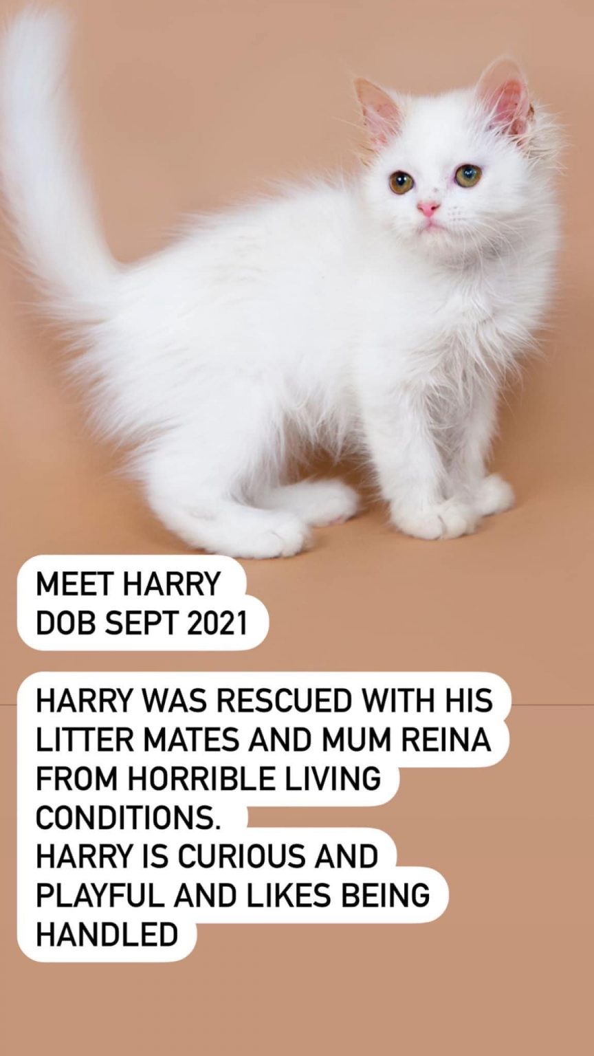 Cats Available For Adoption Paws Rescue Qatar