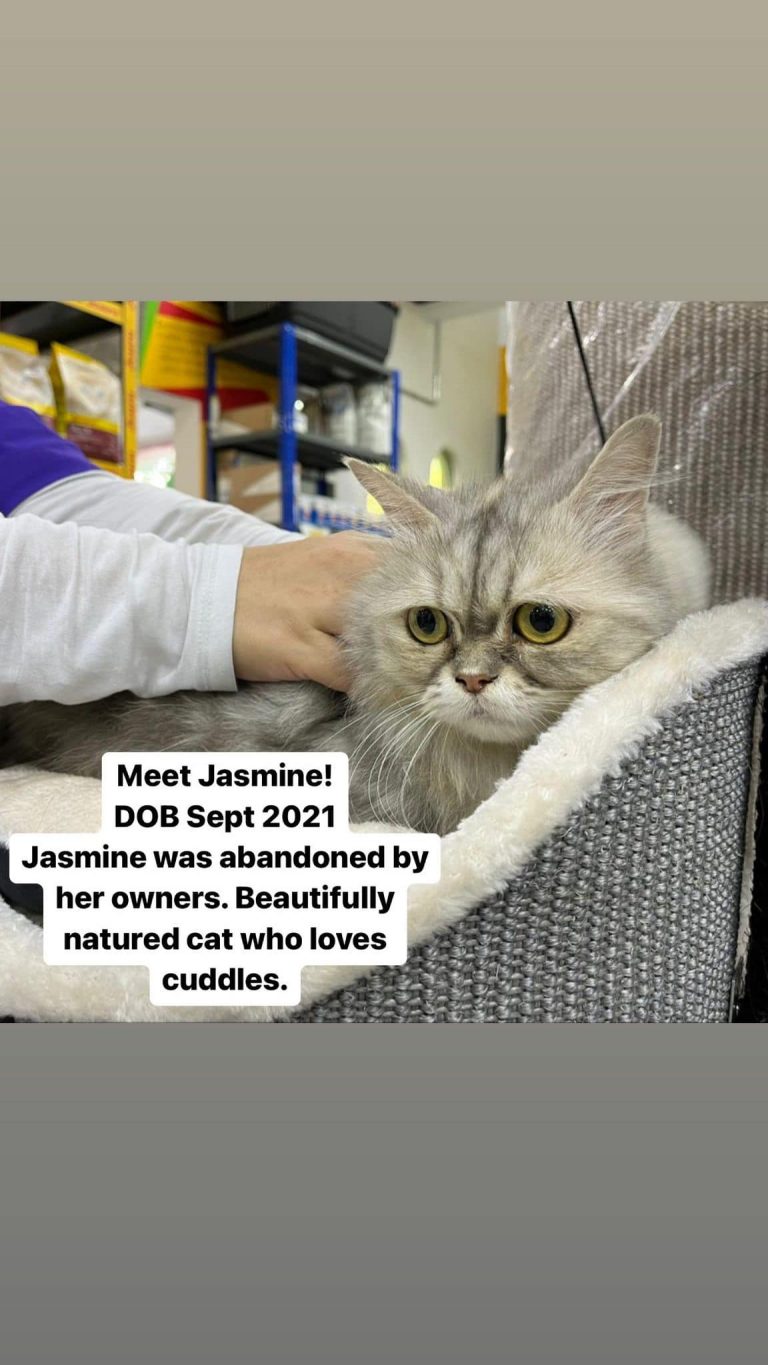 Cats Available For Adoption Paws Rescue Qatar