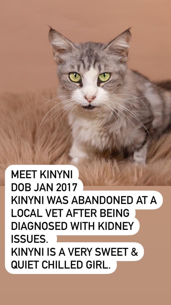 Cats Available For Adoption Paws Rescue Qatar