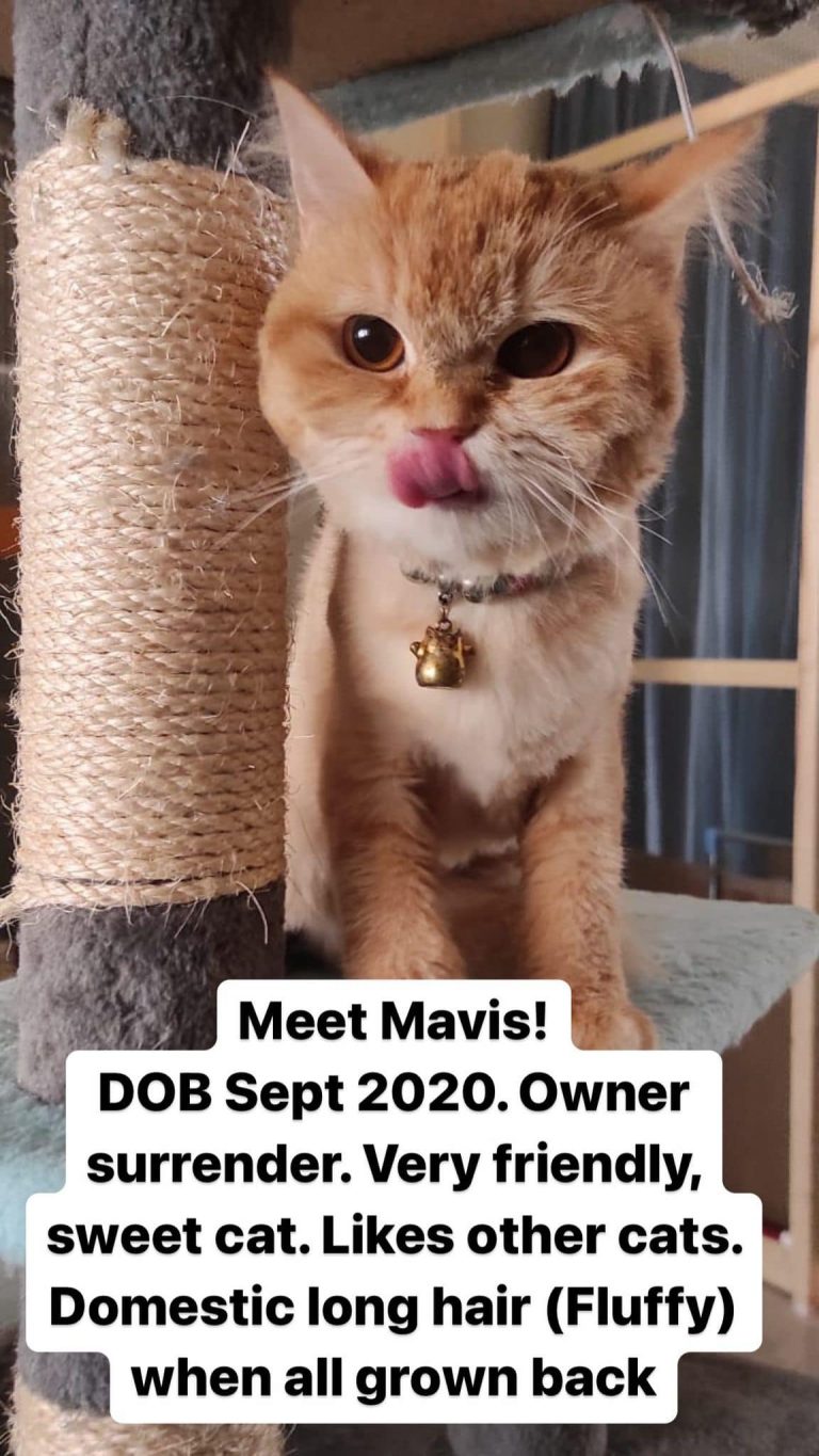 Cats Available For Adoption Paws Rescue Qatar