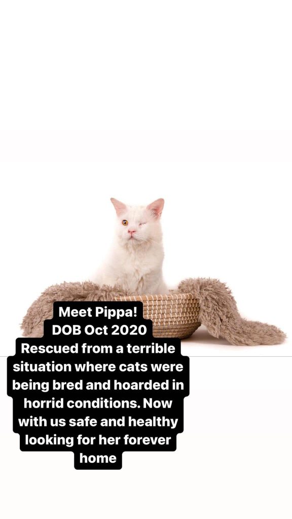 Cats Available For Adoption Paws Rescue Qatar