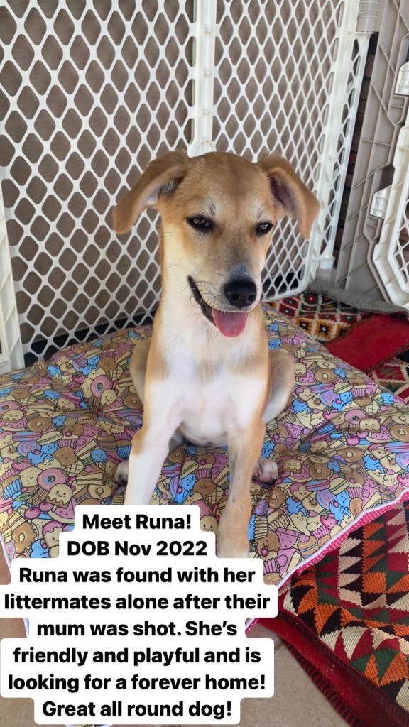 Runa Paws Rescue Qatar