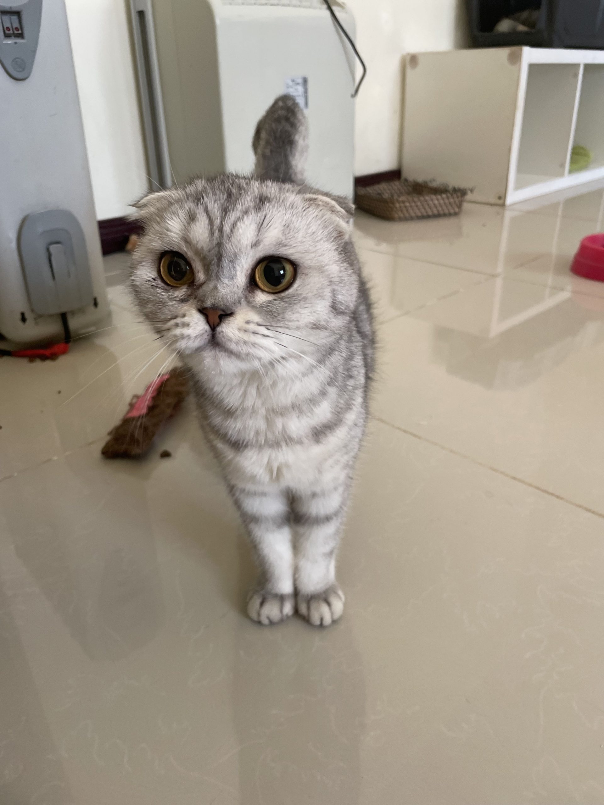 Cats Available For Adoption Paws Rescue Qatar